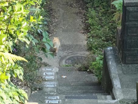 ゆっくり逃げる猫ちゃん ゆっくり逃げる猫ちゃんの写真