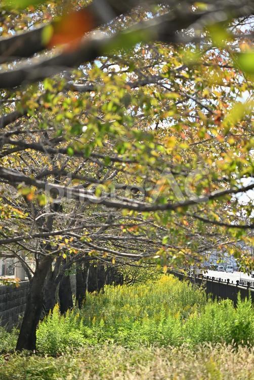 色づく街路樹 紅葉,街路樹,秋の写真素材