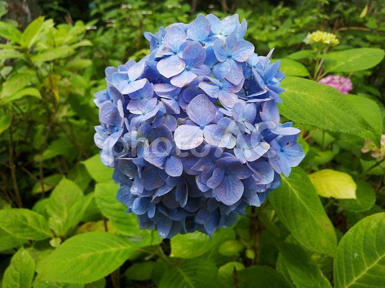 あじさい　ユーチューブ動画編集素材 あじさい,紫陽花,アジサイの写真素材