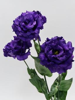 紫色のトルコキキョウの花 紫色のトルコキキョウの花 花,トルコキキョウ,リシアンサスの写真素材