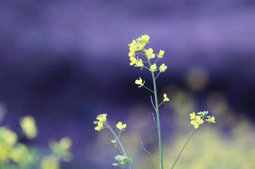 菜の花のある風景 花,菜の花,植物の写真素材