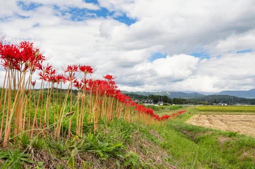 ヒガンバナ(51)の写真