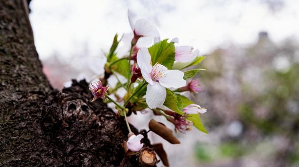 満開の桜のクローズアップ マクロ撮影 満開の桜のクローズアップ マクロ撮影 桜,ソメイヨシノ,花見の写真素材