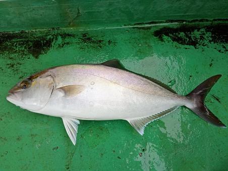 釣ったカンパチ 釣ったカンパチの写真