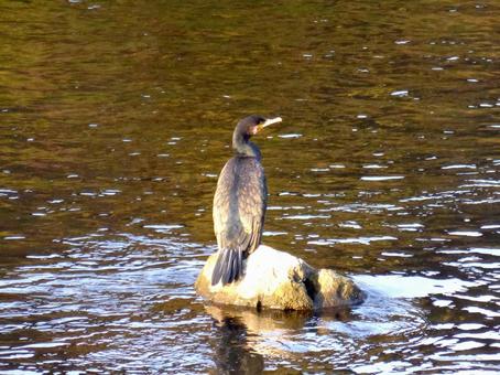 川中の石上でくつろぐカワウ カワウ,鳥,野鳥の写真素材