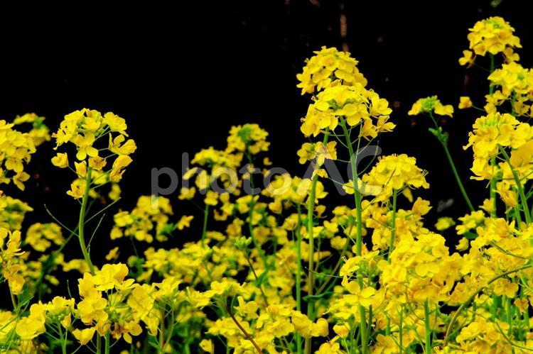 菜の花 菜の花,菜の花畑,春の写真素材