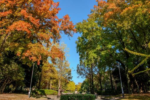 青空に映える春日公園の紅葉と並木道 秋,紅葉,日本の写真素材