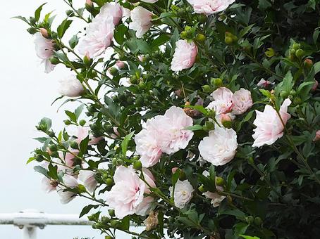 八重咲のムクゲの花が満開の季節 八重咲のムクゲの花が満開の季節の写真