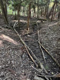 倒木 倒木,風景,樹木の写真素材