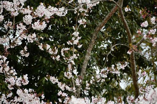 メジロがとまった桜の写真