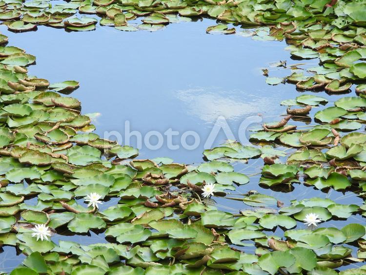 池の水面と蓮の葉 池,蓮の葉,水面の写真素材