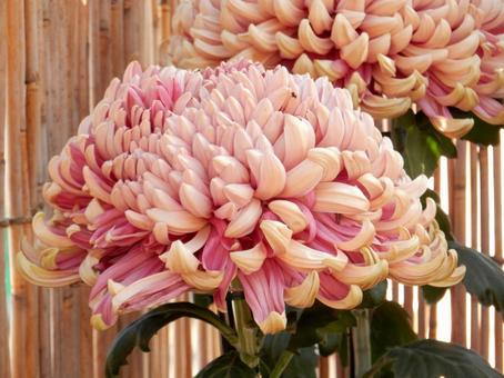 【風景写真】福山菊花展覧会の風景 キク,菊,菊花展の写真素材