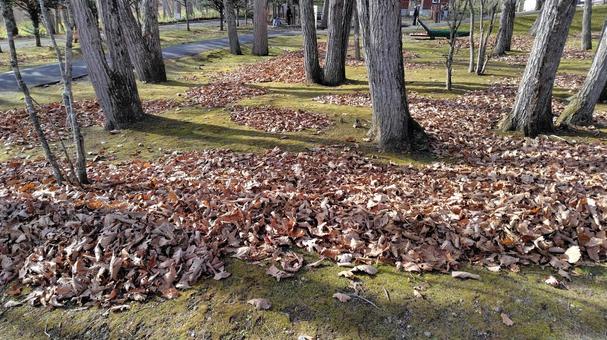 １１月の落ち葉 落ち葉,紅葉,秋の写真素材