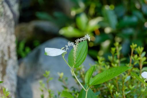 初夏に咲く半夏生の花 初夏に咲く半夏生の花の写真