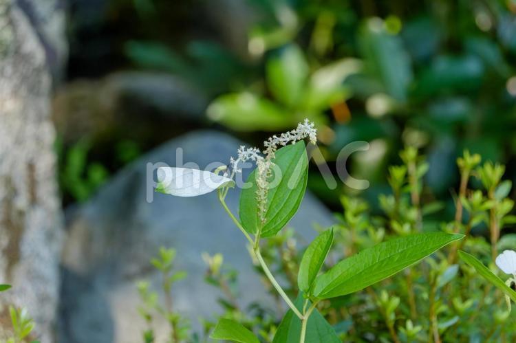 初夏に咲く半夏生の花 半夏生,花,花びらの写真素材