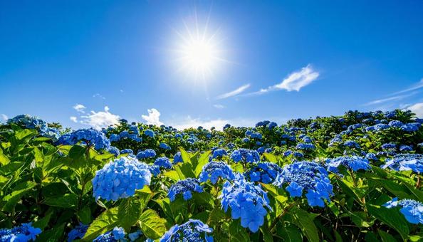 あじさいと夏の青空と太陽光 あじさいと夏の青空と太陽光の写真