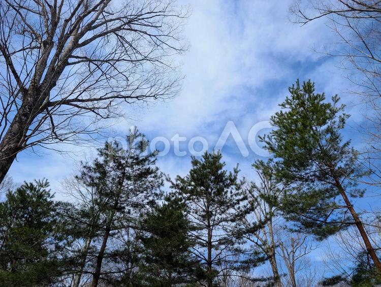 冬の森の中から見上げる空 森,冬,見上げるの写真素材