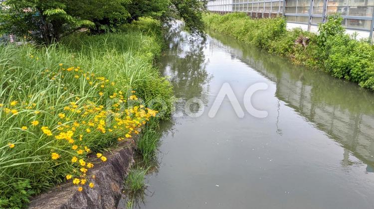 川のある自然の風景 川,水,花の写真素材