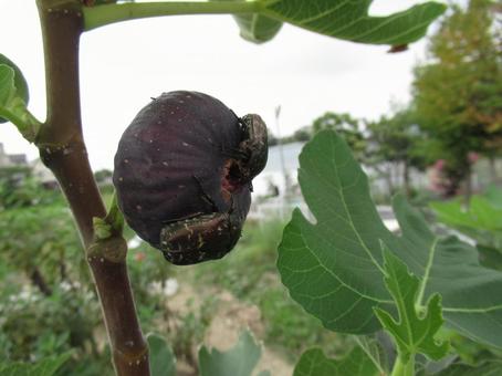 イチジク イチジク 無花果,クワ科,禁断の実の写真素材