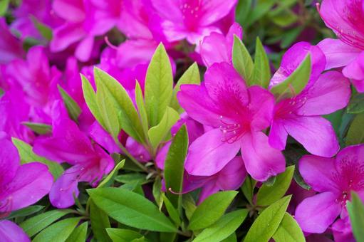 Vivid Azalea, JPG Vivid Azalea, JPG