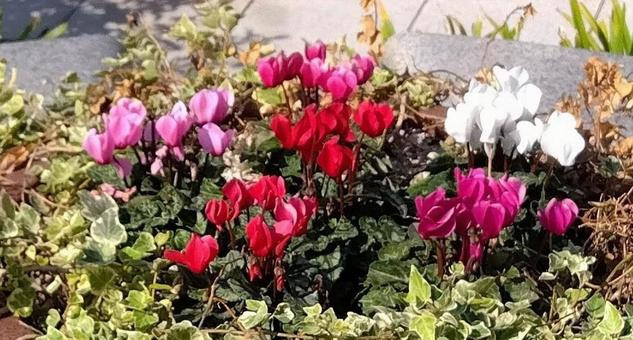花壇 花壇の写真
