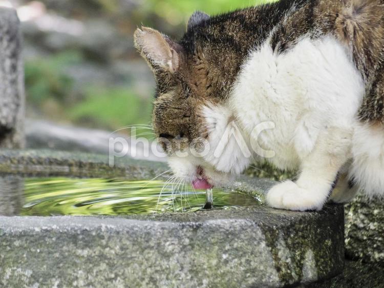 水を飲む猫 ネコ,動物,ねこの写真素材