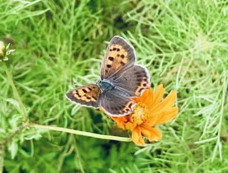 Copper butterfly, Lycaenidae, resting on a flower, JPG Copper butterfly, Lycaenidae, resting on a flower, JPG