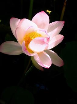 凛とした蓮の花 蓮,花,植物の写真素材