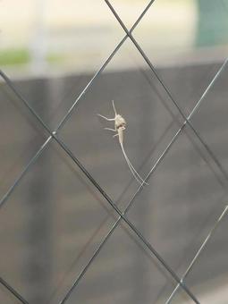 Photo, kakefu, insect, peeling, 