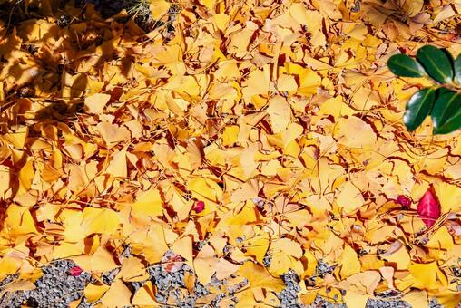 銀杏の落ち葉 落ち葉,銀杏,黄葉の写真素材