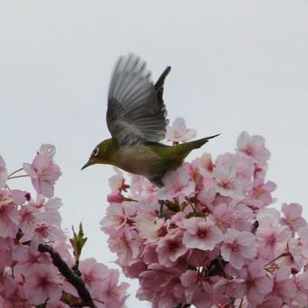 桜とメジロ 桜とメジロの写真
