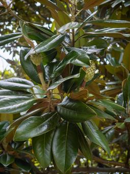 タイサンボクの緑葉と果実 植物,葉,緑の写真素材