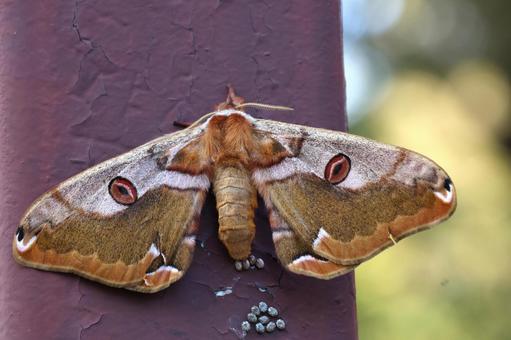 産卵中のヒメヤママユ（蛾） ヒメヤママユ,蛾,産卵の写真素材
