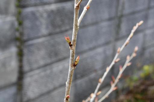 桜の木の新芽 桜,木,芽の写真素材