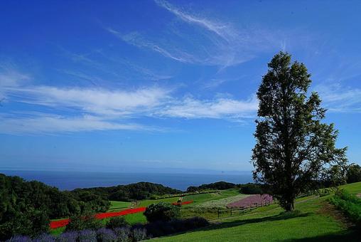 淡路島 あわじ花さじき52 サルビア 淡路島 あわじ花さじき52 サルビア 兵庫県,あわじ花さじき,サルビアの写真素材
