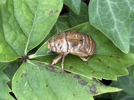 セミの抜け殻 セミの抜け殻の写真