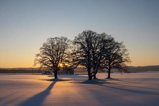 日没の光と影が描く冬の樹々のシルエット 夕焼け,逆光,日没の写真素材