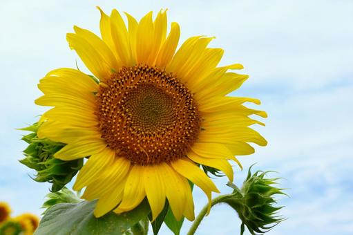 ひまわり畑１１の写真