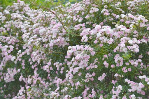 ピンク色のバラ ピンク色のバラの写真