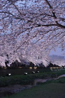 野川の夜桜ライトアップ2012 野川の夜桜ライトアップ2012の写真