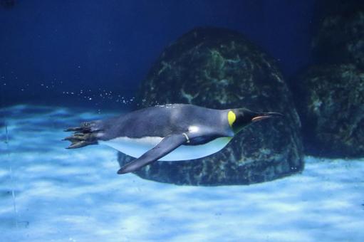 オウサマペンギンの泳ぐ水槽のある水族館 オウサマペンギンの泳ぐ水槽のある水族館 オウサマペンギン,泳ぐ,水槽の写真素材