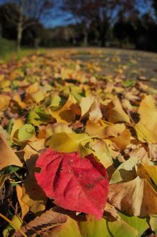 紅葉した銀杏の落ち葉 紅葉した銀杏の落ち葉の写真