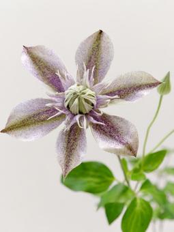 クレマチスの花【水面の妖精】 クレマチスの花【水面の妖精】の写真