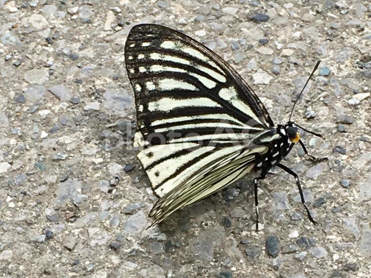 地面の上のアゲハ蝶 アゲハチョウ,成虫,昆虫の写真素材