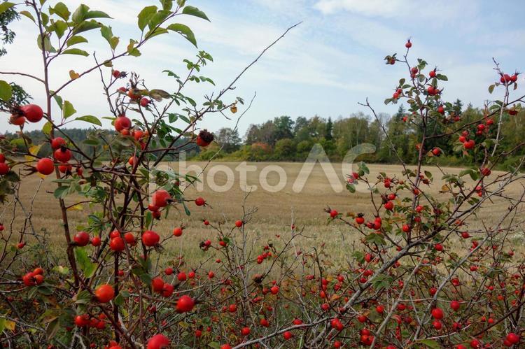 秋の畑とローズヒップ ローズヒップ,赤い実,野ばらの写真素材