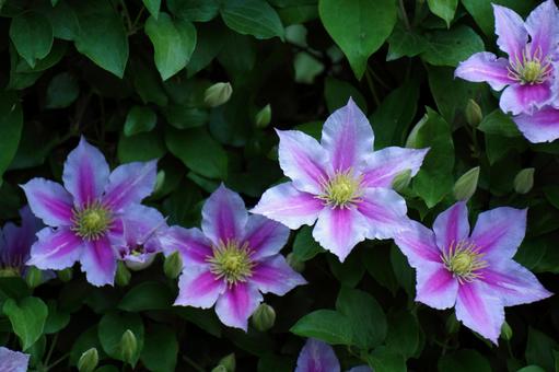 凛とした花の写真素材 写真素材なら 写真ac 無料 フリー ダウンロードok