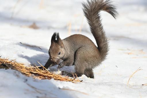 リス エゾリス,哺乳類,野生の写真素材