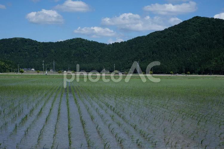 田植え時期の田舎 自然,緑,癒しの写真素材