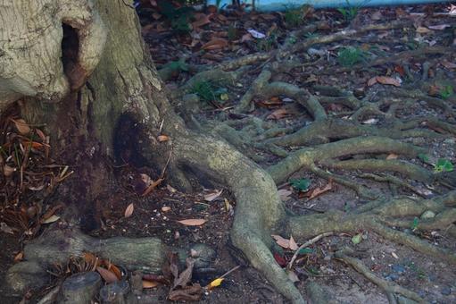 木の根 木の根 木の根,自然,風景の写真素材
