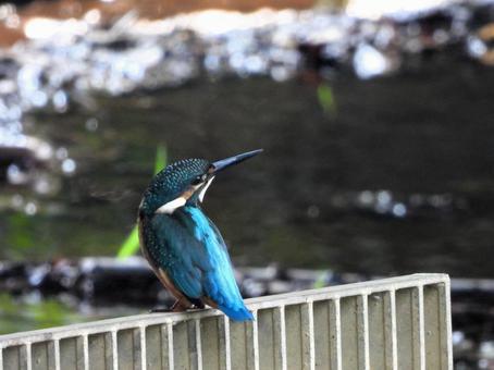 排水口のフェンスにとまるカワセミの幼鳥2 排水口のフェンスにとまるカワセミの幼鳥2 カワセミ,鳥,鳥類の写真素材
